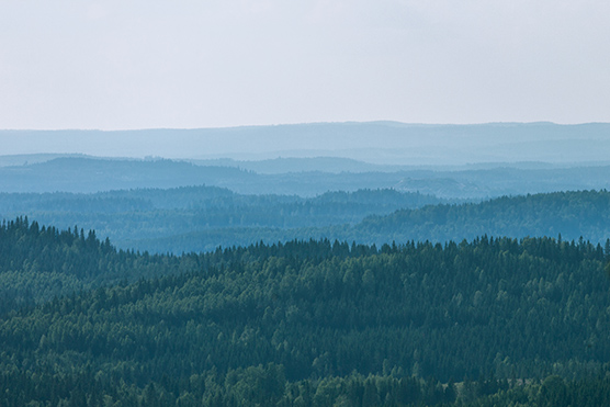 Koli